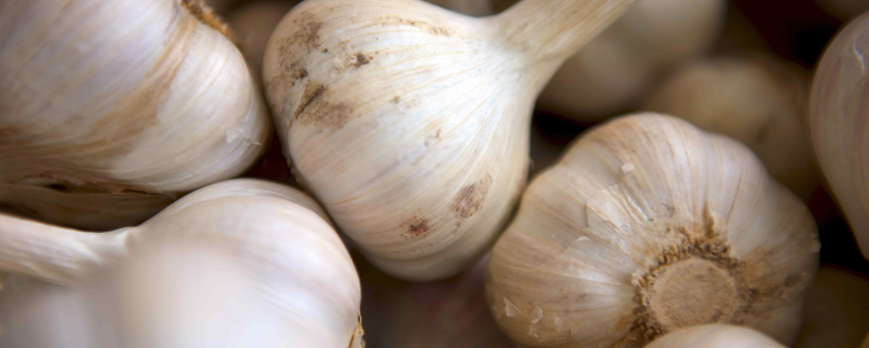 Garlic: a precious help to the immune system of the brain